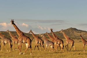 Nairobi: 6-Day Amboseli, Nakuru, and Masai Mara Safari Tour