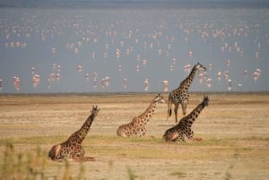Nairobi: 6-Day Amboseli, Nakuru, and Masai Mara Safari Tour