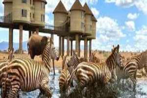 Nairobi: 6-Day Amboseli, Tsavo West & Taita Hills Safari