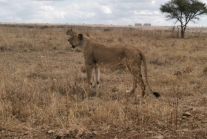Nairobi: 6 päivän Masai Mara-, Nakuru- ja Amboseli-kokemus