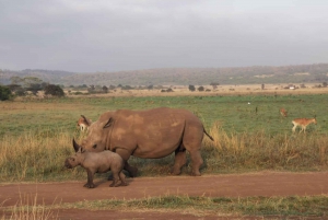 Nairobi: 6-dages Masai Mara, Nakuru og Amboseli-oplevelse