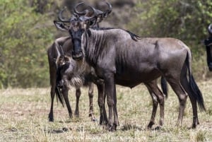 Nairobi: 7-päiväinen Amboseli, Bogoria & Maasai Mara Parks Safari