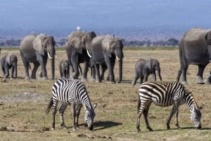 Nairobi: 7-päiväinen Amboseli, Bogoria & Maasai Mara Parks Safari
