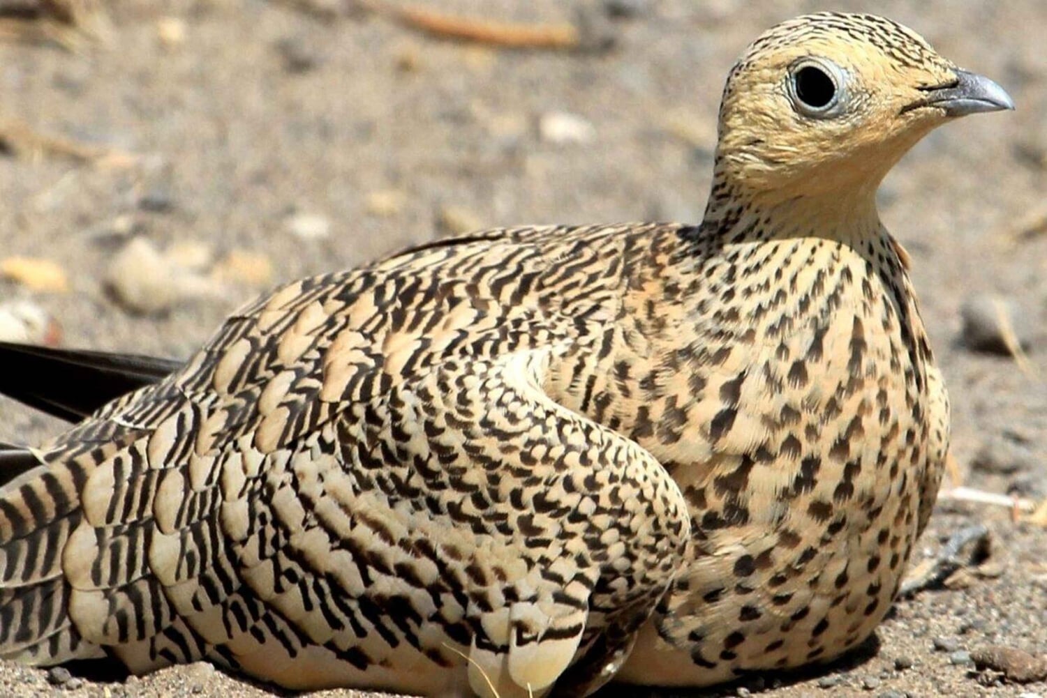 Nairobi: 7-Day Lake Turkana Safari with Tented Camps