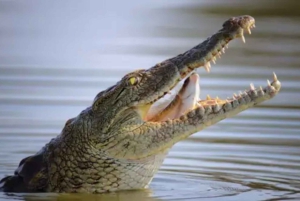 Nairobi: 7-Day Lake Turkana Safari with Tented Camps