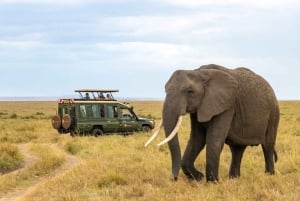 Nairobi: 7-Day Lake Turkana Safari with Tented Camps