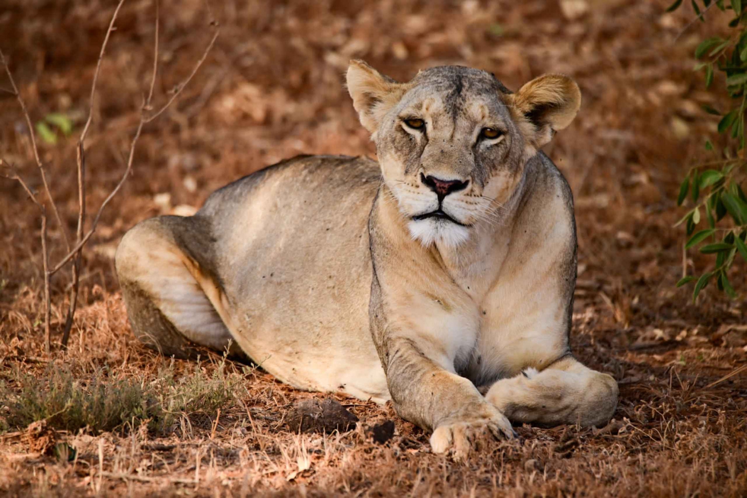 Nairobi: 7-dagers privat Kenya-tur med ubegrenset antall safariturer