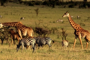 Nairobi: safari della fauna selvatica di 8 giorni tra i migliori del Kenya