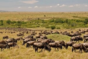 Nairobi: 8-Day Best-of-Kenya Wildlife Safari