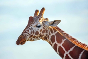 Nairobi: 8-dages safarieventyr i Tsavo East og West