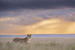 Nairobi: 9-dniowe safari i wakacje na plaży z zakwaterowaniem