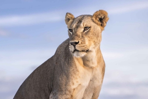 Nairobi: 9-dniowe safari i wakacje na plaży z zakwaterowaniem