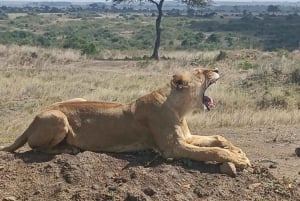 Nairobi National Park Layover Tour: Upphämtning och avlämning på flygplatsen