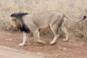 Nairobi National Park Layover Tour: Upphämtning och avlämning på flygplatsen