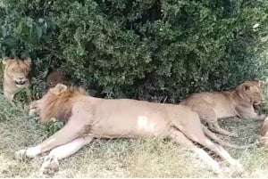 Nairobi National Park Layover Tour: Upphämtning och avlämning på flygplatsen