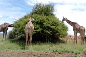 Nairobi National Park Layover Tour: Upphämtning och avlämning på flygplatsen