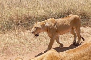 Nairobi: excursión de un día al Parque Nacional de Amboseli y a una aldea masái