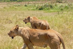 Nairobi: excursión de un día al Parque Nacional de Amboseli y a una aldea masái