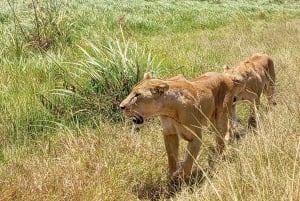 Nairobi: excursión de un día al Parque Nacional de Amboseli y a una aldea masái