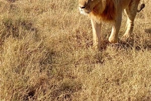 Nairobi: excursión de un día al Parque Nacional de Amboseli y a una aldea masái