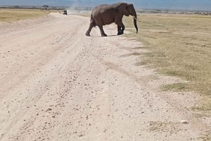 Nairobi: excursión de un día al Parque Nacional de Amboseli y a una aldea masái