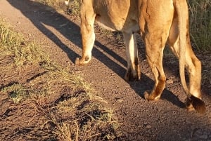 Nairobi: excursión de un día al Parque Nacional de Amboseli y a una aldea masái