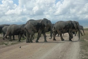 Nairobi: excursión de un día al Parque Nacional de Amboseli y a una aldea masái