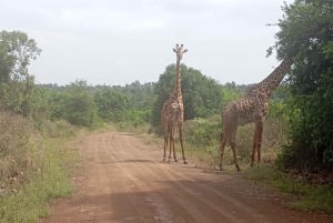 Nairobi: excursión de un día al Parque Nacional de Amboseli y a una aldea masái