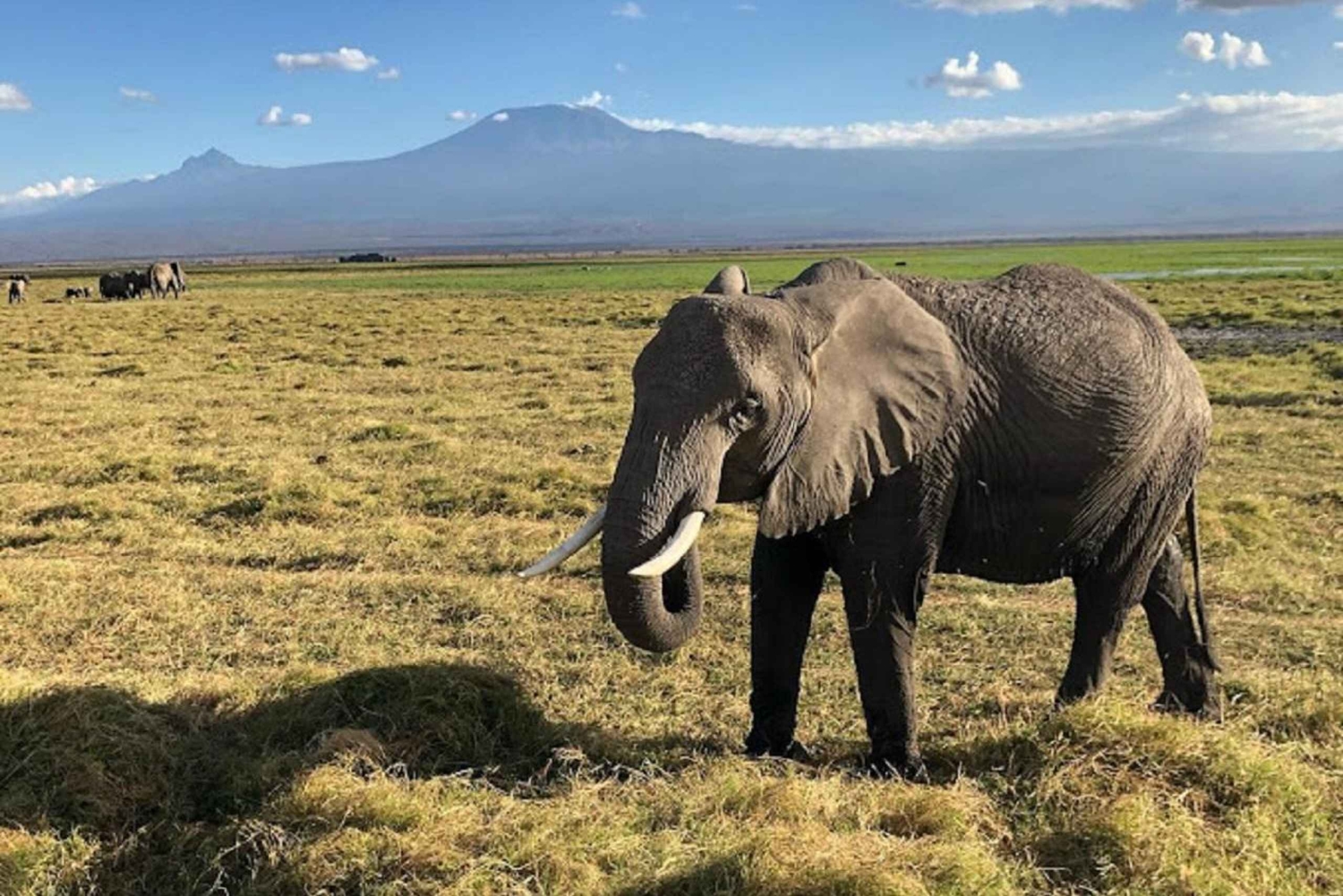 Nairobi: passeio de um dia ao Parque Nacional de Amboseli e à aldeia Maasai