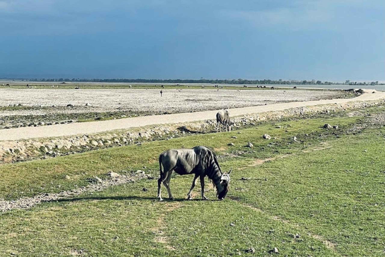 Nairobi: passeio de um dia ao Parque Nacional de Amboseli e à aldeia Maasai