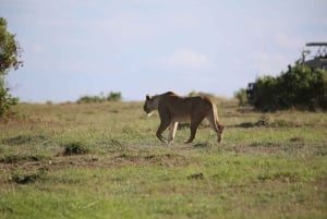 Nairobi: passeio de um dia ao Parque Nacional de Amboseli e à aldeia Maasai