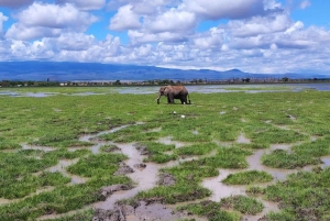 Nairobi: passeio de um dia ao Parque Nacional de Amboseli e à aldeia Maasai