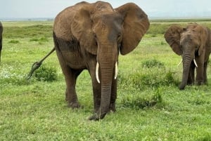 Nairobi: passeio de um dia ao Parque Nacional de Amboseli e à aldeia Maasai