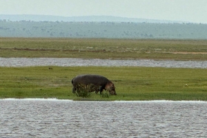 Nairobi: passeio de um dia ao Parque Nacional de Amboseli e à aldeia Maasai