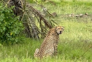 Nairobi: passeio de um dia ao Parque Nacional de Amboseli e à aldeia Maasai
