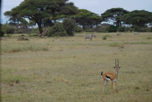 Nairobi: passeio de um dia ao Parque Nacional de Amboseli e à aldeia Maasai