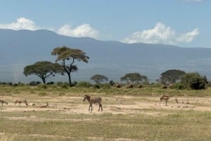 Nairobi: passeio de um dia ao Parque Nacional de Amboseli e à aldeia Maasai