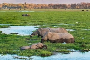 Nairobi: Dagsutflykt till Amboseli nationalpark och Maasai Village