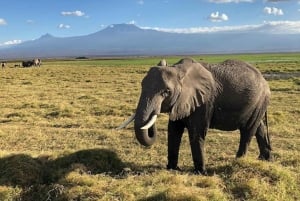 Nairobi: Dagsutflykt till Amboseli nationalpark och Maasai Village