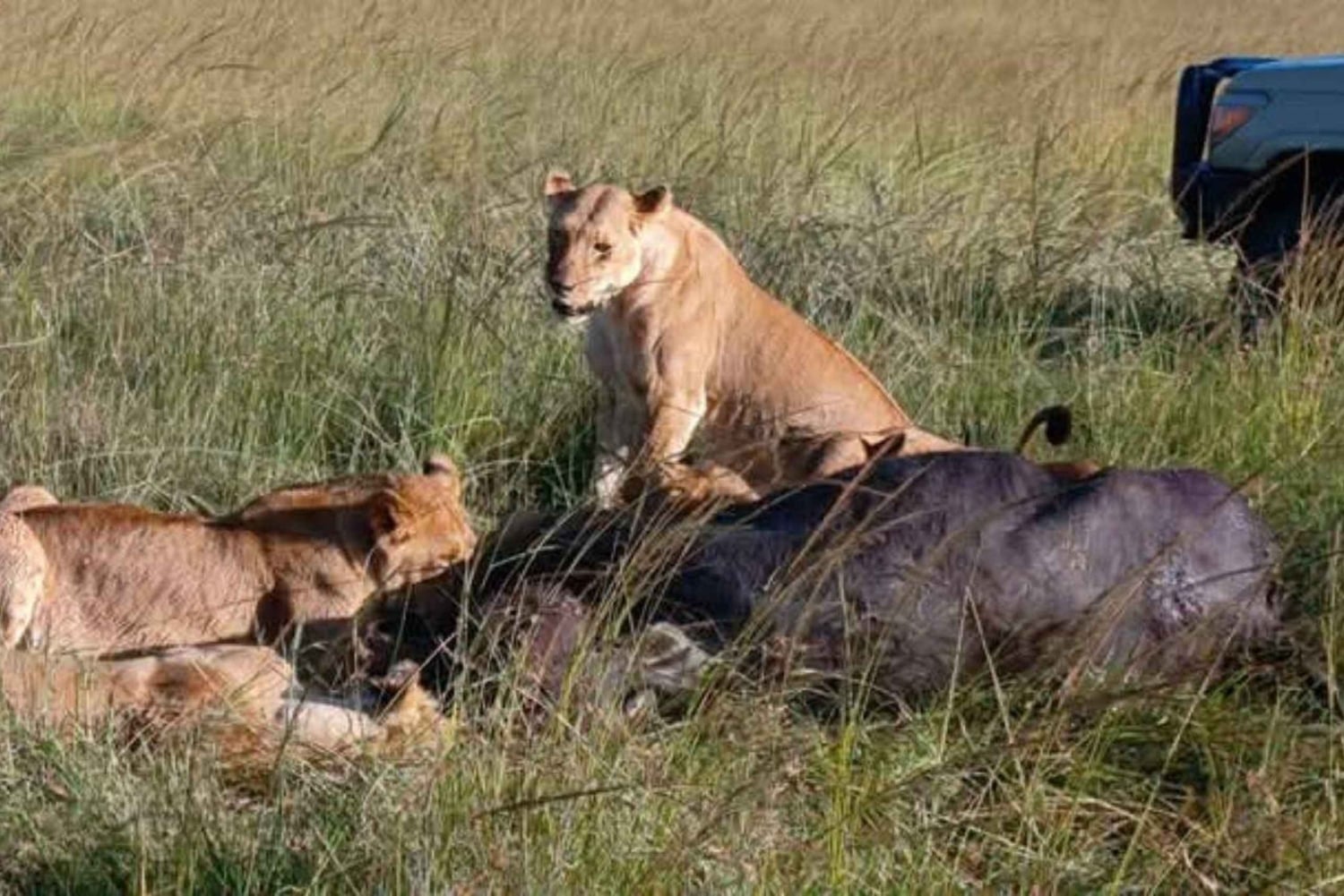 Nairobi: Amboselin kansallispuiston päiväkierros lounaalla