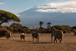 Nairobi: Dagstur til Amboseli Nationalpark med frokost