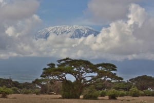 Nairobi: Dagstur til Amboseli Nationalpark med frokost