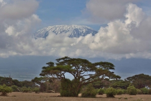 Nairobi: excursión de 1 día al Parque Nacional de Amboseli con almuerzo