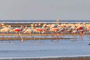 Nairobi: Amboselin kansallispuiston päiväkierros lounaalla