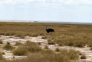 Nairobi: Amboselin kansallispuiston päiväkierros lounaalla