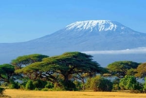 Nairobi: Amboselin kansallispuiston päiväkierros lounaalla