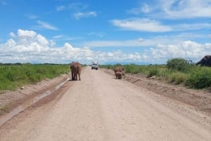 Nairobi: Amboselin kansallispuiston päiväkierros lounaalla
