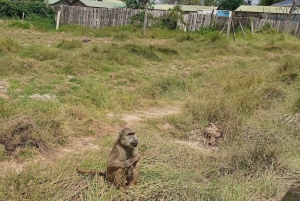 Nairobi: Amboselin kansallispuiston päiväkierros lounaalla