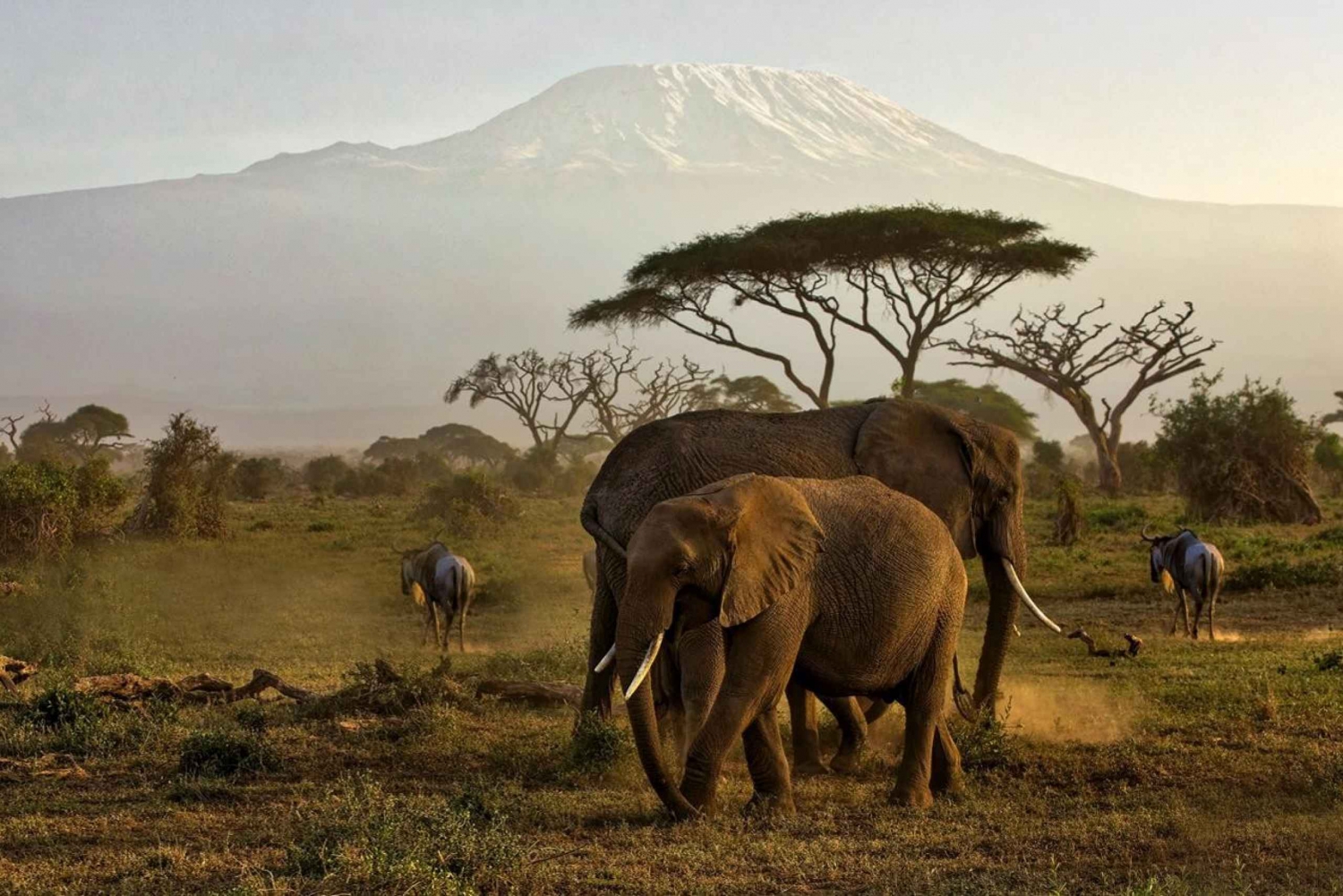 Nairobi: Dagsutflykt till nationalparken Amboseli med Masai Village