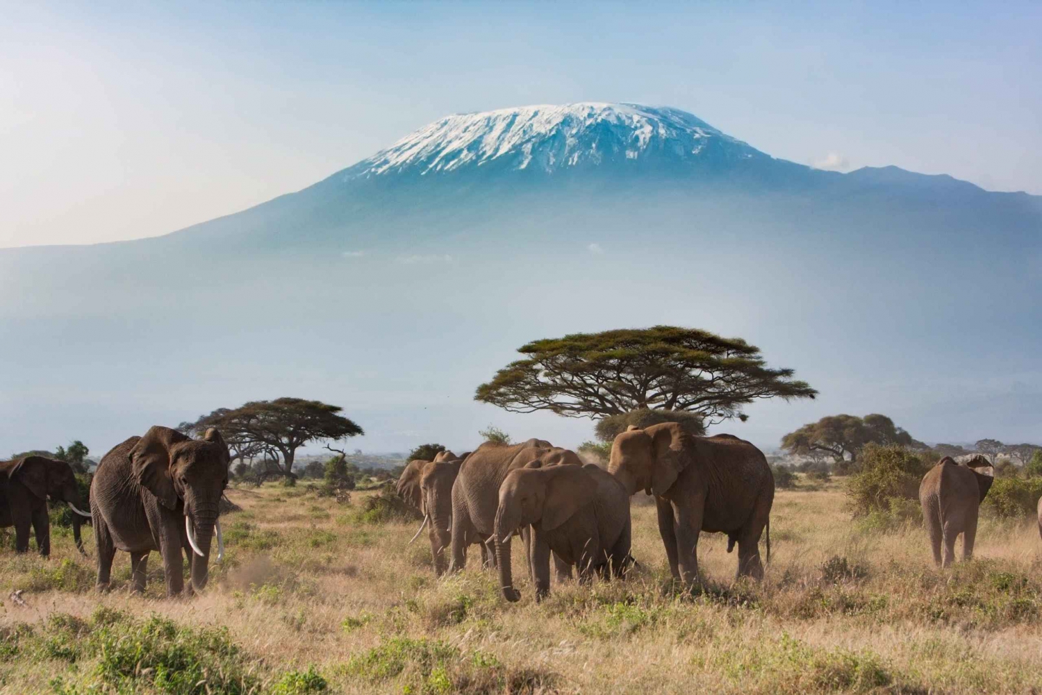 Nairobi: Jednodniowa wycieczka do Parku Narodowego Amboseli z wioską Masajów